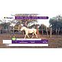 LOTE 13 // EQUINO