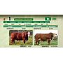 LOTE 01 - TORO BRAFORD