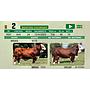LOTE 02 - TORO BRAFORD
