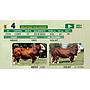 LOTE 04 - TORO BRAFORD