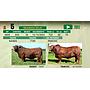 LOTE 05 - TORO BRANGUS ROJO