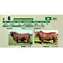 LOTE 06 - TORO BRANGUS COLORADO