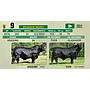 LOTE 09 - TORO BRANGUS NEGRO