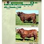 LOTE 10 - TORO BRANGUS NEGRO