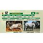 LOTE 12 - TORO BRAHMAN