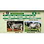 LOTE 13 - TORO BRAHMAN