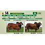 LOTE 14 - TORO BRAHMAN
