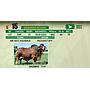 LOTE 15 - TORO BRAHMAN