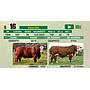 LOTE 16 - TORO BRAFORD