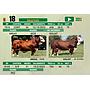 LOTE 18 - TORO BRAFORD