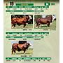 LOTE 19 - TORO BRAFORD