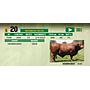LOTE 20 - TORO BRANGUS COLORADO