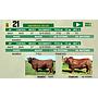 LOTE 21 - TORO BRANGUS COLORADO