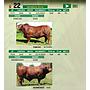 LOTE 22 - TORO BRANGUS COLORADO