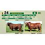 LOTE 24 - TORO BRANGUS NEGRO