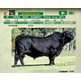 LOTE 25 - TORO BRANGUS NEGRO