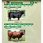 LOTE 26 - TORO BRANGUS NEGRO