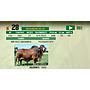 LOTE 28 - TORO BRAHMAN
