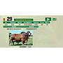 LOTE 29 - TORO BRAHMAN