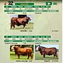 LOTE 32 - TORO BRAFORD