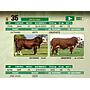 LOTE 35 - TORO BRAFORD