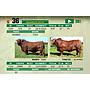 LOTE 36 - TORO BRANGUS COLORADO