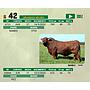 LOTE 42 - TORO BRANGUS NEGRO