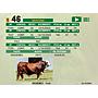 LOTE 46 - TORO BRAFORD
