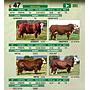 LOTE 47 - TORO BRAFORD