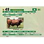 LOTE 49 - TORO BRANGUS ROJO