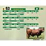 LOTE 53 - TOROS BRANGUS COLORADOS