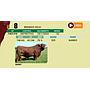 LOTE 08 - BRANGUS