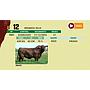 LOTE 12 - BRANGUS