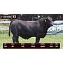 LOTE 13 - BRANGUS
