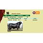 LOTE 16 - BRANGUS