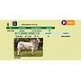 LOTE 19 - BRAHMAN