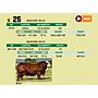 LOTE 25 - BRAFORD