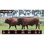 LOTE 30 - BRANGUS BARCINO