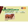 LOTE 32 - BRANGUS NEGRO