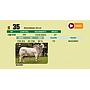 LOTE 35 - BRAHMAN ROJO