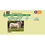 LOTE 52 - BRAHMAN BLANCO