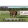 LOTE 01 // TORO BRAFORD
