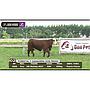 LOTE 02 // VAQUILLA BRAFORD