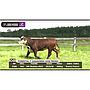 LOTE 08 // VAQUILLA BRAFORD