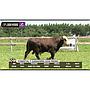 LOTE 09 // TORO BRAFORD