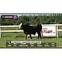 LOTE 12 // TORO BRAFORD