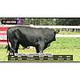 LOTE 14 // TORO BRANGUS