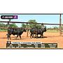 LOTE 15 // VAQUILLAS BRANGUS