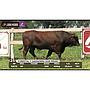 LOTE 25 // TORO BRANGUS