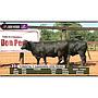 LOTE 35 // VAQUILLAS BRANGUS